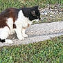 animal, black_and_white, cat, closeup, curious, daylight, feline, fur, grass, greenery, mammal, nature, outdoor, path, pet, quiet, side_view, small_rocks, walking, wildlife