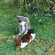 Tom is registered to the contest to win money with this photo: cat, cats, grass, garden, plants, greenery, outdoor, nature, fluffy, fur, animal, pet, sitting, lying, two_animals, daylight, leaves, bush, flower, calm