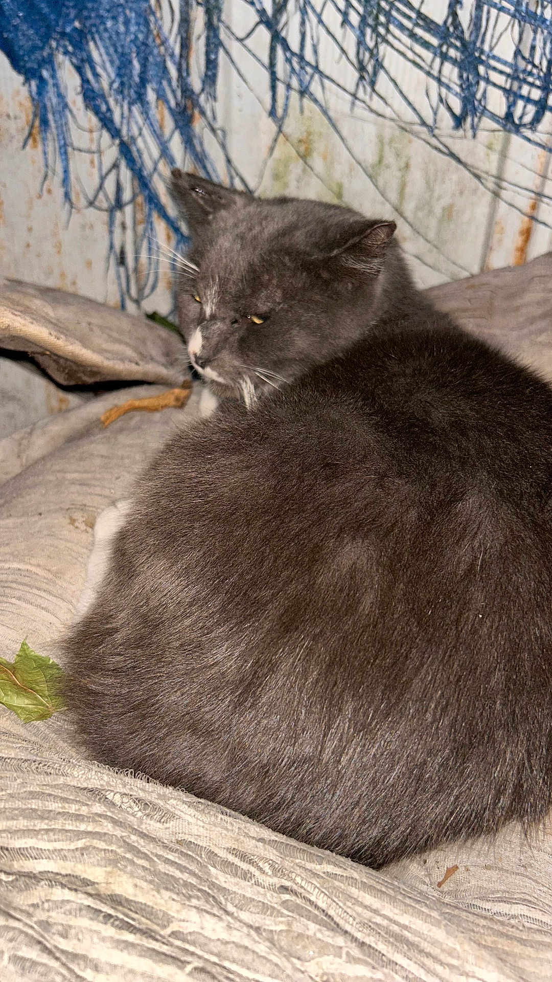 Tom is registered to the contest to win money with this photo: cat, gray_cat, fur, animal, pet, resting, indoor, closeup, texture, rope, background, leaf, sleepy, whiskers, nostril, feline, curled_up, unimpressed, soft, cozy