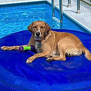 Ranger is registered to the contest to win money with this photo: animal, backyard, blue, brown, decor, dog, fence, floating, inflatable_float, metal_rail, outdoor, pet, pool, recreation, relaxed, summer, sunny, swimming_pool, toy, water