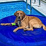 animal, backyard, blue, brown, decor, dog, fence, floating, inflatable_float, metal_rail, outdoor, pet, pool, recreation, relaxed, summer, sunny, swimming_pool, toy, water