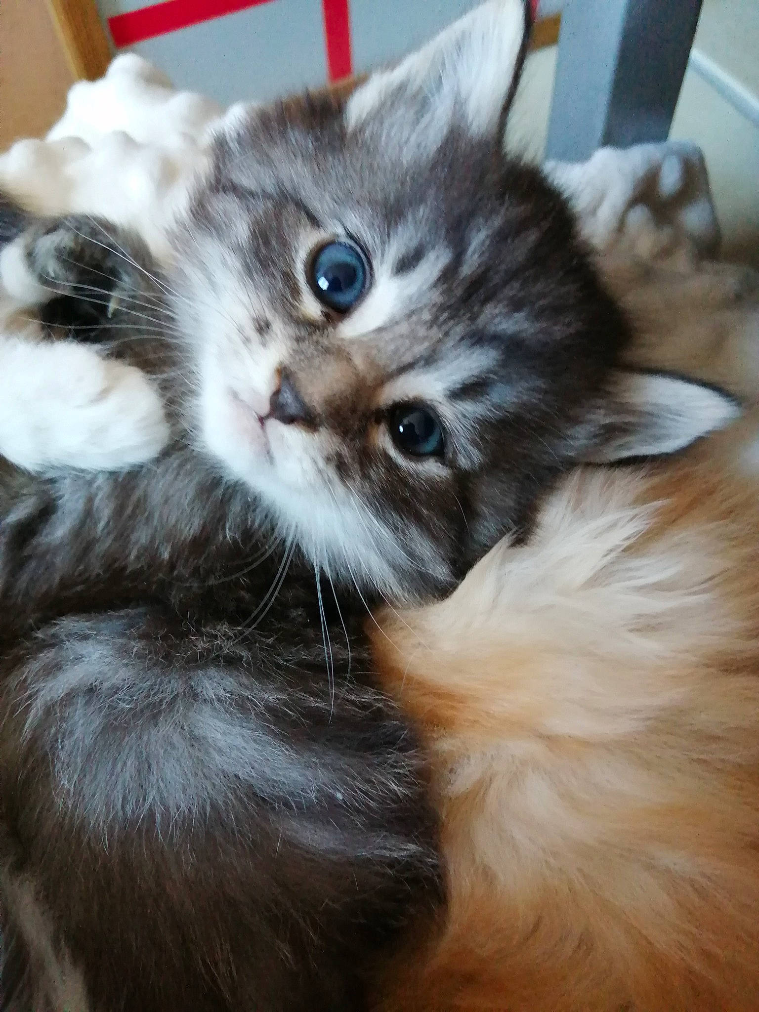 Saphyr Des Petits Vikings