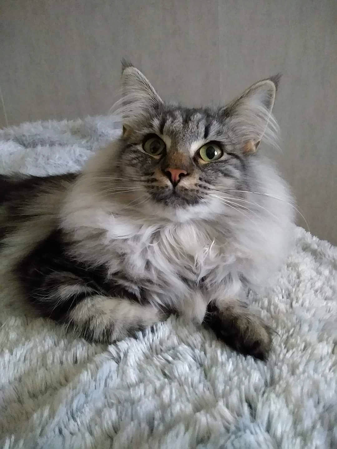 Perle De La Galaxie D'Orion