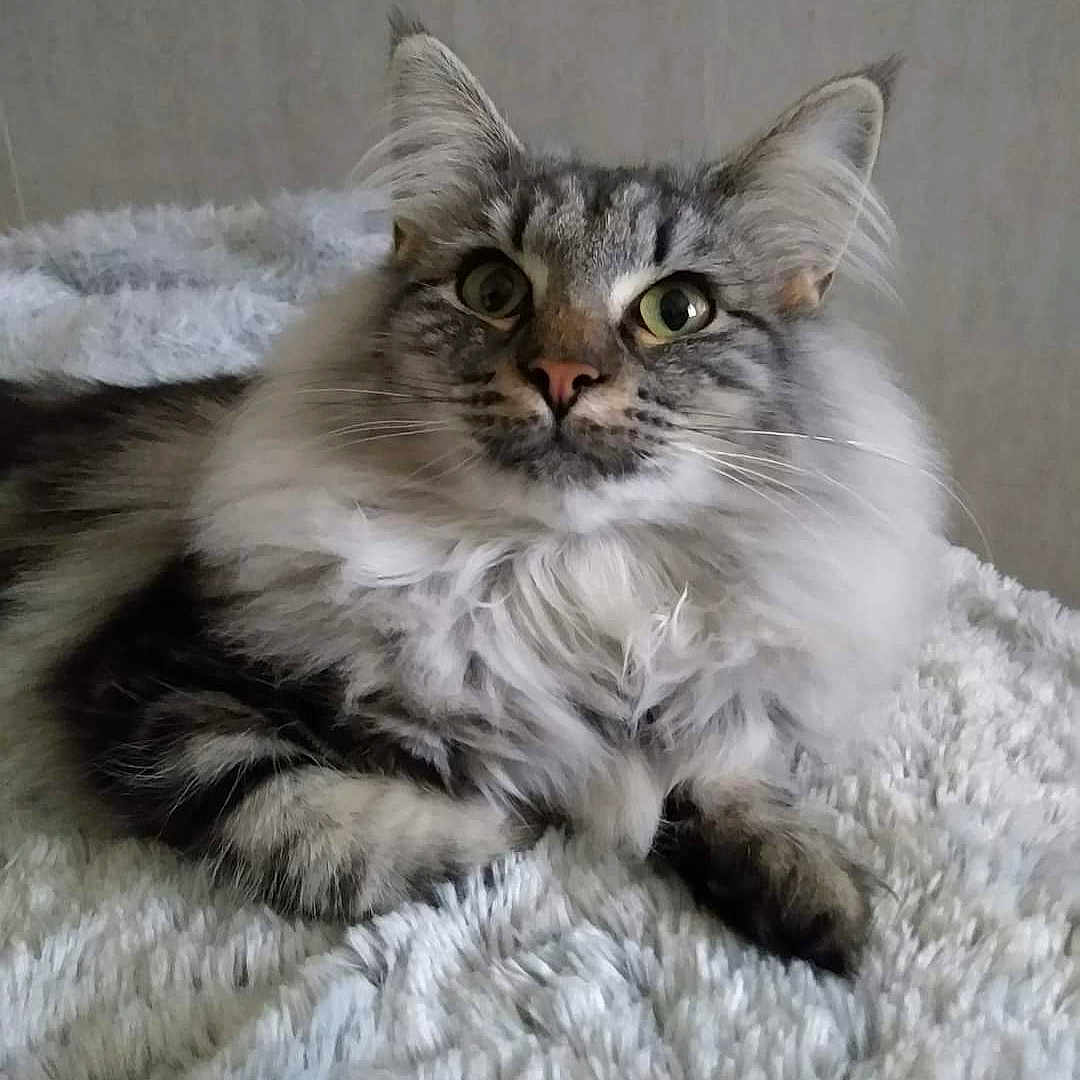 Perle De La Galaxie D'Orion