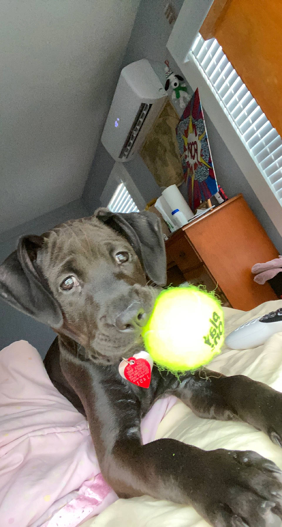 Eloise joined the competition — help win amazing prizes! ball, carnivore, collar, companion_dog, desk, dog, dog_breed, dog_collar, dog_supply, fawn, guard_dog, office_supplies, personal_protective_equipment, shipping_box, sports_toy, stuffed_toy, tennis_ball, toy, whiskers, working_animal