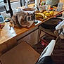 banana, cat, chair, clutter, container, cooking_utensil, counter, fruit, hand, indoor, jar, kitchen, lemon, paper_towel, person, refrigerator, sink, spray_bottle, wood, wooden_floor