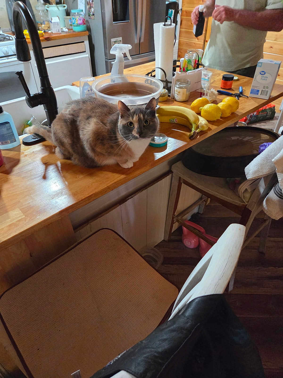 Biscuit