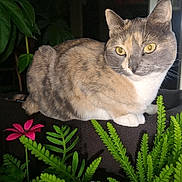 Biscuit joined the competition — help win amazing prizes! animal, calico_cat, cat, closeup, curious, domestic_animal, fern, flower, fur, greenery, indoor, leaf, nature, perch, pet, pink_flower, plant, relaxing, resting, whiskers