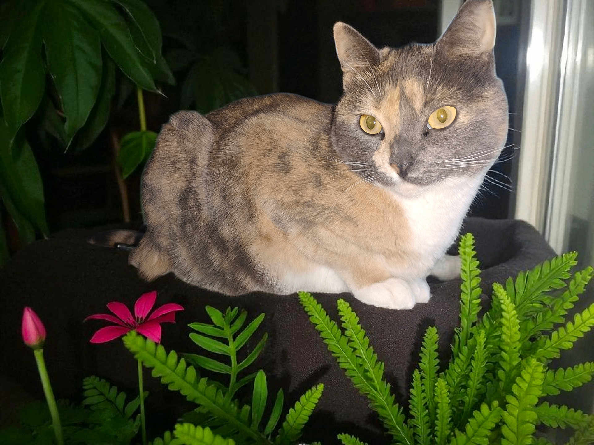 Biscuit