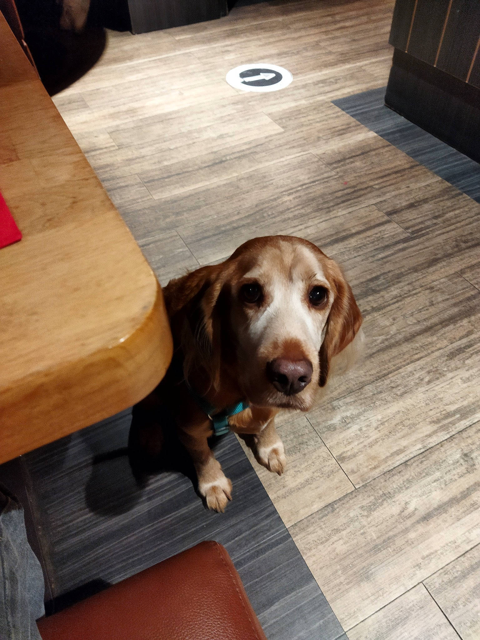 Jasper participe au concours pour gagner de l'argent avec cette photo : canidae, carnivore, companion_dog, dog, dog_breed, fawn, floor, flooring, gun_dog, hardwood, liver, scent_hound, snout, spaniel, sporting_group, table, whiskers, wood, wood_stain, working_animal