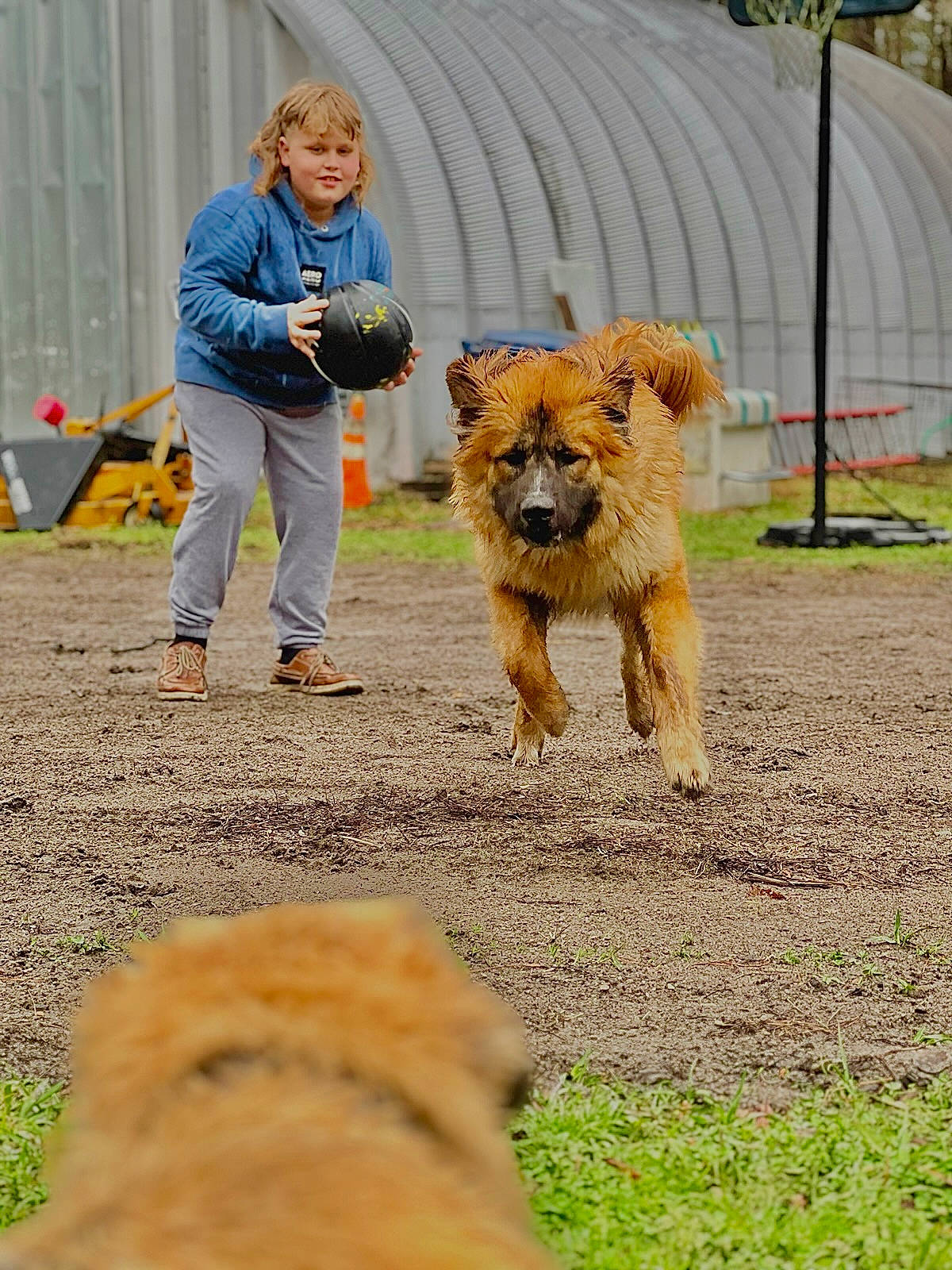 Red is registered to the contest to win money with this photo: ancient_dog_breeds, canidae, carnivore, companion_dog, dog, dog_breed, dog_walking, fawn, fur, grass, leash, plant, small_terrier, snout, soil, sporting_group, terrier, walking, wildlife, working_dog