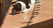 Chouppette a rejoint le concours — aidez-le/la à gagner de superbes lots ! cat, black_and_white, sunlight, tile_floor, indoor, shadow, reflection, resting, relaxed, pet, animal, fur, whiskers, paw, domestic, quiet, peaceful, sleeping, cozy, home