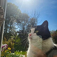 Chouppette a rejoint le concours — aidez-le/la à gagner de superbes lots ! cat, black_and_white, window, sunlight, garden, flowers, greenery, outdoor, blue_sky, daylight, pet, animal, whiskers, nose, ears, reflection, nature, plant, sun, peaceful