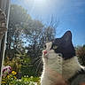 cat, black_and_white, window, sunlight, garden, flowers, greenery, outdoor, blue_sky, daylight, pet, animal, whiskers, nose, ears, reflection, nature, plant, sun, peaceful
