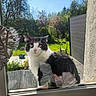 Chouppette a rejoint le concours — aidez-le/la à gagner de superbes lots ! cat, window, reflection, black_and_white, outdoor, garden, plants, sunlight, daytime, nature, greenery, curious, pet, animal, whiskers, face, fur, glass, door, background