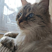 Jiraya a rejoint le concours — aidez-le/la à gagner de superbes lots ! animal, blue_eyes, cat, close_up, cozy, curtain, domestic_cat, feline, fluffy, fur, indoor, mammal, natural_light, pet, relaxed, resting, side_profile, soft_light, whiskers, window