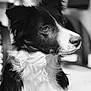 animal, canine, cockerspaniel, collie, dog, hound, husky, papillon, pet, puppy, snout, terrier