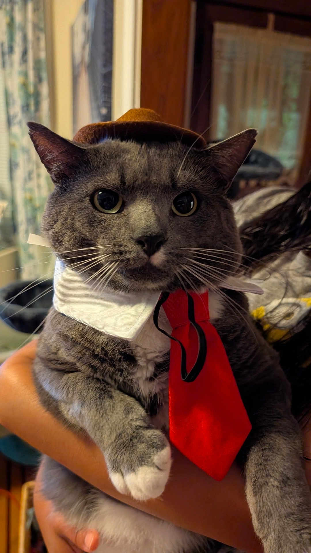 Frijolito Esteban joined the competition — help win amazing prizes! cat, gray_cat, pet, costume, hat, tie, collar, wide_eyes, whiskers, indoor, person_holding, feline, portrait, cute, domestic_animal, closeup, funny, animal, household, adorable