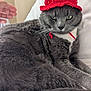 cat, gray_cat, knitted_hat, strawberry_hat, pet, animal, whiskers, fur, relaxed, indoor, hand, white_background, cute, cozy, resting, domestic_cat, portrait, feline, bed, soft