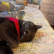Frijolito Esteban is registered to the contest to win money with this photo: cat, gray_cat, sleeping, bed, bedspread, pillow, animal_print, red_collar, feline, whiskers, indoor, cozy, resting, floral_pattern, furniture, drawer, peaceful, domestic_animal, cute, soft_fur