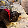 cat, gray_cat, sleeping, bed, bedspread, pillow, animal_print, red_collar, feline, whiskers, indoor, cozy, resting, floral_pattern, furniture, drawer, peaceful, domestic_animal, cute, soft_fur