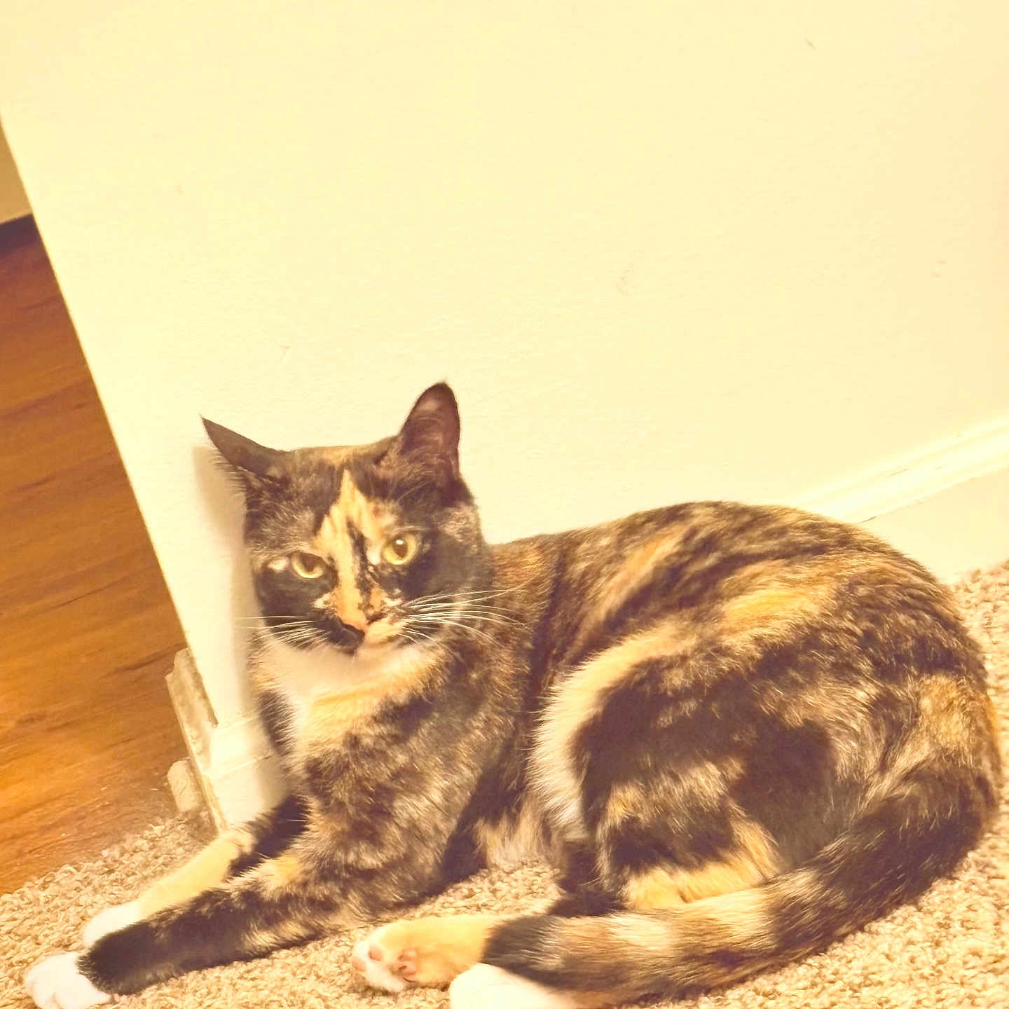 Penny is registered to the contest to win money with this photo: animal, attention, carpet, cat, closeup, cute, domestic_cat, feline, floor, fur, home, indoor, paws, pet, portrait, relaxed, resting, tortoiseshell_cat, wall, whiskers