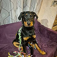 Vaya a rejoint le concours — aidez-le/la à gagner de superbes lots ! animal, bed, canine, couch, cushion, dog, dogbed, flower, furniture, homedecor, hound, labradorretriever, pet, plant, puppy