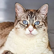 Iris a rejoint le concours — aidez-le/la à gagner de superbes lots ! cat, blue_eyes, tabby, white_fur, lying_down, paws, whiskers, ears, floor_tiles, pet, domestic_animal, close_up, indoor, feline, fur_pattern, animal_portrait, resting, cute, calm, alert