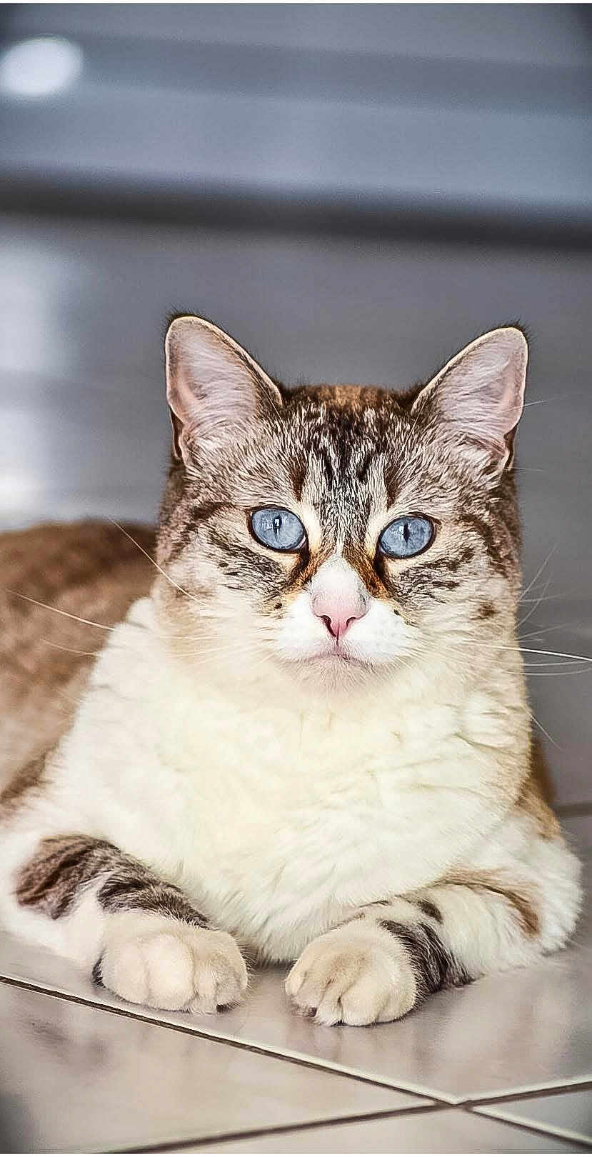 Iris a rejoint le concours — aidez-le/la à gagner de superbes lots ! cat, blue_eyes, tabby, white_fur, lying_down, paws, whiskers, ears, floor_tiles, pet, domestic_animal, close_up, indoor, feline, fur_pattern, animal_portrait, resting, cute, calm, alert
