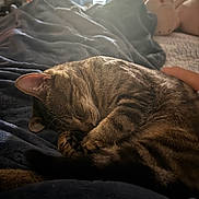 Frankie is registered to the contest to win money with this photo: cat, tabby_cat, sleeping, curled_up, blanket, bed, indoor, soft_light, window, plush_toy, cozy, peaceful, feline, fur, resting, domestic_animal, animal, cute, relaxation, home