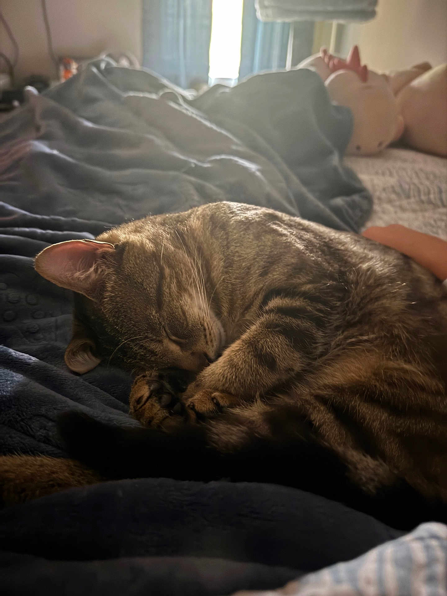 Frankie is registered to the contest to win money with this photo: cat, tabby_cat, sleeping, curled_up, blanket, bed, indoor, soft_light, window, plush_toy, cozy, peaceful, feline, fur, resting, domestic_animal, animal, cute, relaxation, home