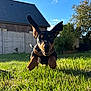 dog, puppy, grass, outdoor, sunlight, leaping, ears, happy, playful, animal, pet, yard, nature, summer, greenery, house, daytime, closeup, motion, fun