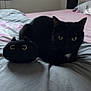 Freddie a rejoint le concours — aidez-le/la à gagner de superbes lots ! animal, bed, bedroom, blackcat, blanket, cat, computer, couch, cushion, electronics, furniture, homedecor, indoors, kitten, laptop, linen, manx, pet, quilt, room