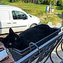 Freddie participe au concours pour gagner de l'argent avec cette photo : animal, architecture, building, car, cat, furniture, grass, housing, machine, neighborhood, outdoors, pet, pickuptruck, plant, pottedplant, shelter, transportation, tree, vehicle, wheel