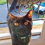 Freddie participe au concours pour gagner de l'argent avec cette photo : abyssinian, animal, architecture, balcony, blackcat, building, cat, house, housing, jar, kitten, machine, manx, pet, plant, porch, pottedplant, pottery, vase, wheel