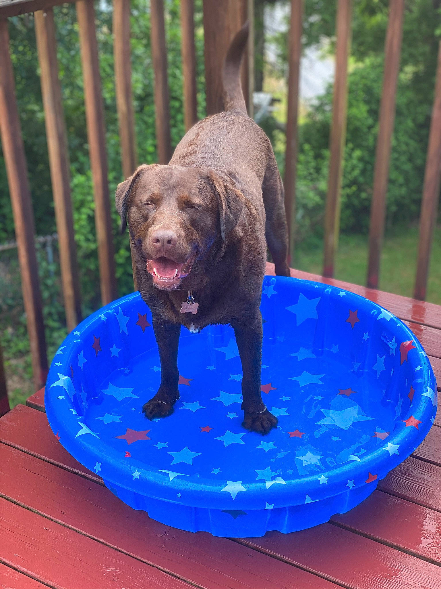 Chewie is registered to the contest to win money with this photo: blue, canidae, carnivore, companion_dog, dog, dog_breed, dog_sports, electric_blue, fence, grass, home_fencing, leisure, liquid, liver, recreation, sporting_group, tail, terrestrial_animal, trampolining_equipment_and_supplies, water