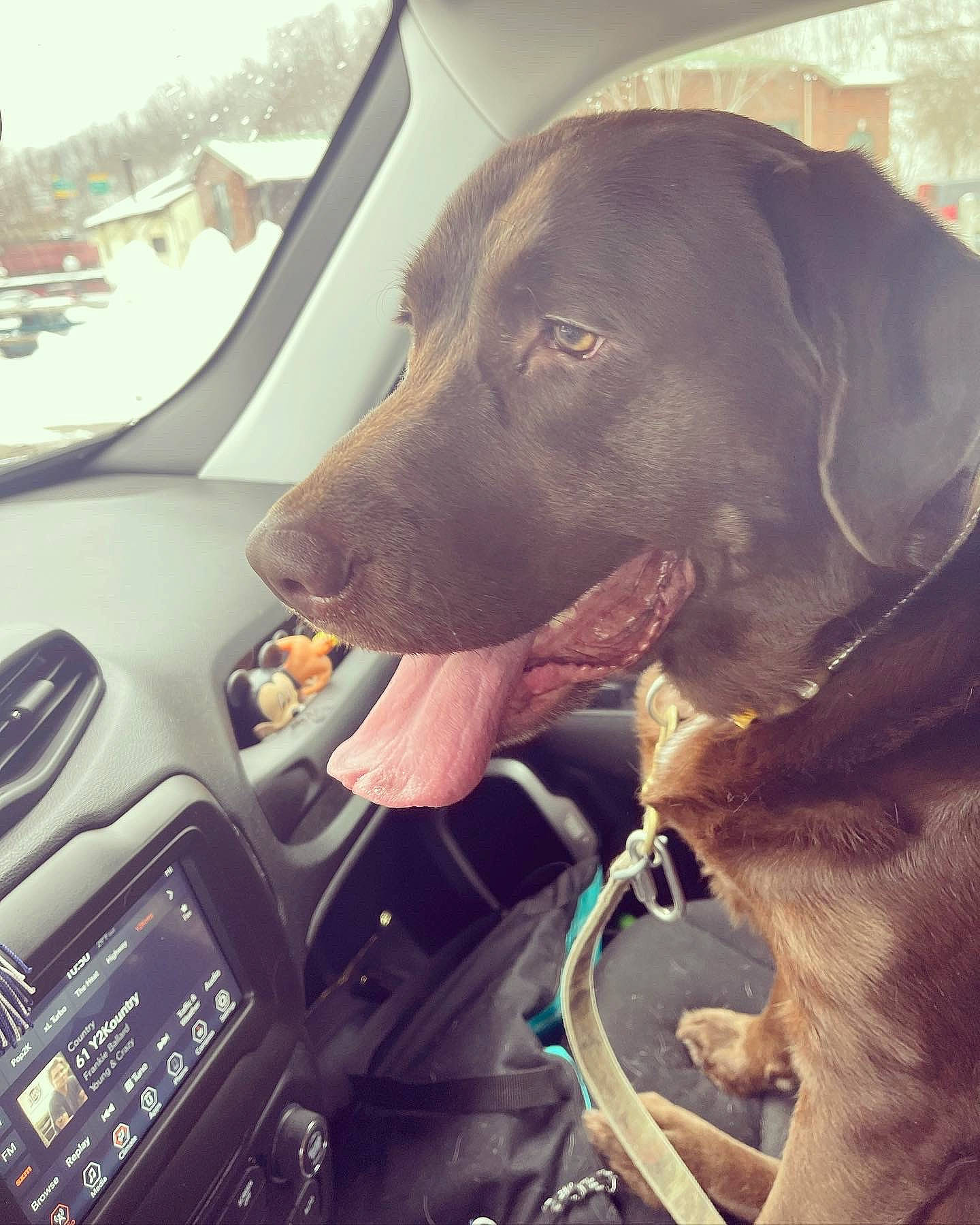 Chewie is registered to the contest to win money with this photo: automotive_design, automotive_exterior, car, carnivore, collar, companion_dog, cool, dog, dog_breed, dog_collar, family_car, fawn, gun_dog, liver, motor_vehicle, steering_wheel, vehicle, vehicle_door, windshield, working_animal