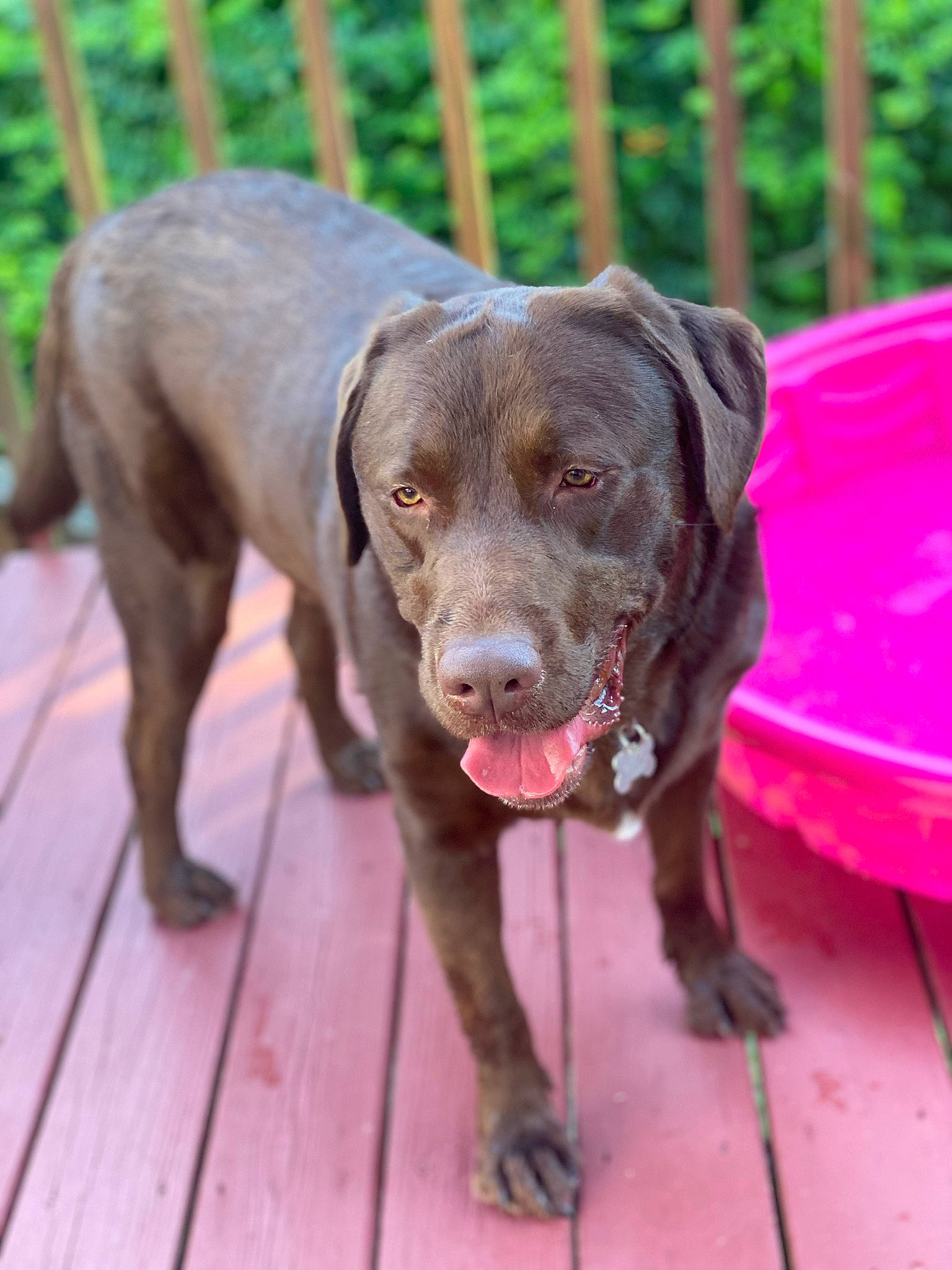 Chewie joined the competition — help win amazing prizes! borador, canidae, carnivore, collar, companion_dog, dog, dog_breed, dog_collar, fawn, fence, fur, gun_dog, hunting_dog, liver, plant, retriever, snout, sporting_group, terrestrial_animal, working_animal