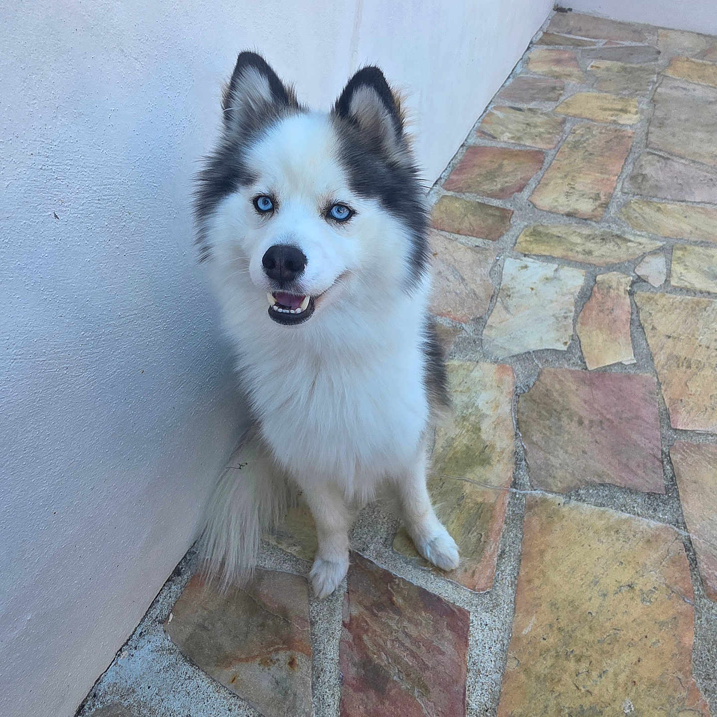 Snow a rejoint le concours — aidez-le/la à gagner de superbes lots ! animal, blue_eyes, canine, companion, cute, daylight, dog, fluffy, friendly, fur, happy, husky, outdoor, pet, portrait, sitting, smiling, stone_pavement, watchful, white_wall