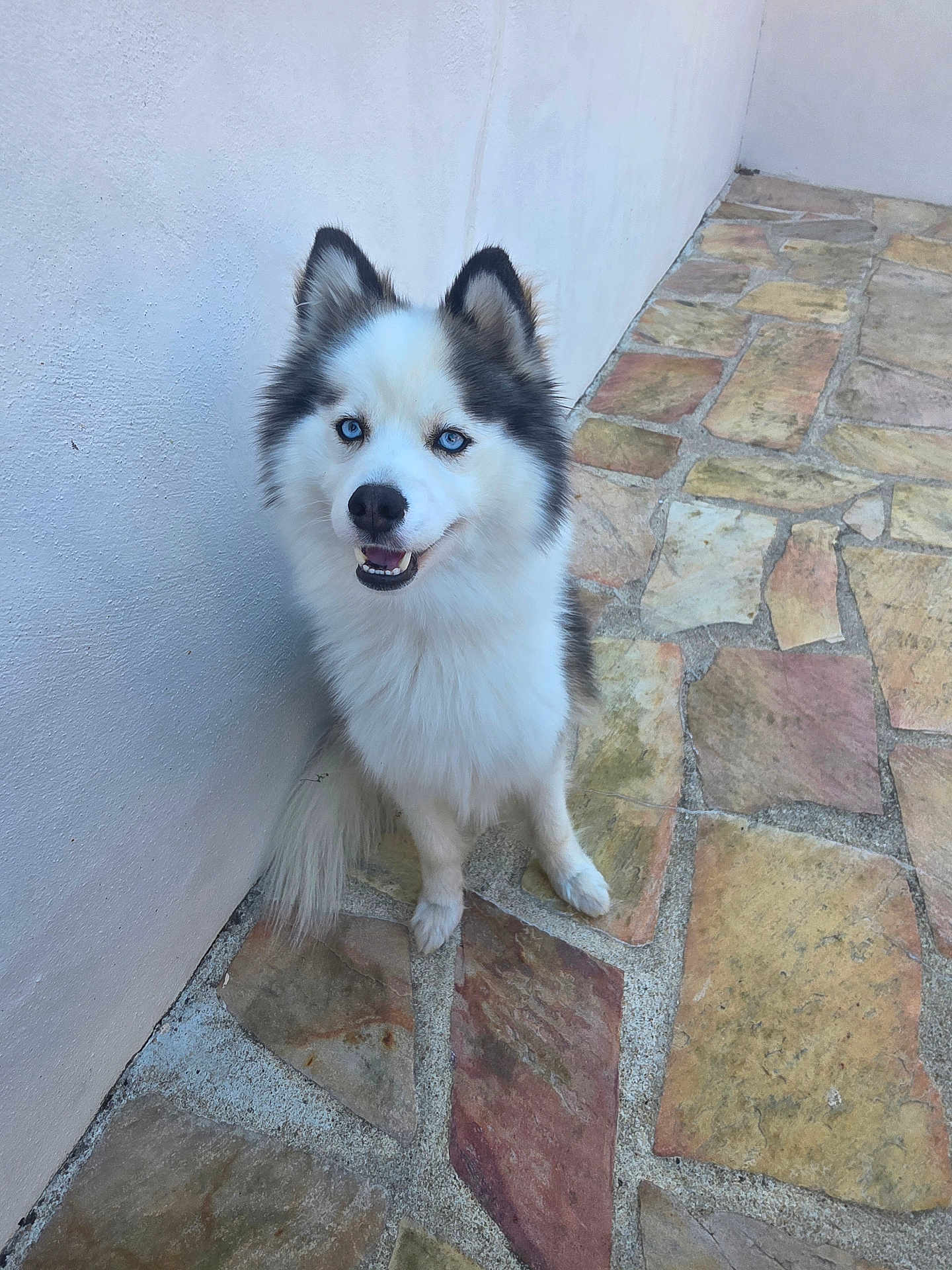 Snow a rejoint le concours — aidez-le/la à gagner de superbes lots ! dog, husky, blue_eyes, smiling, sitting, fluffy, white_wall, stone_pavement, outdoor, pet, canine, fur, happy, animal, companion, portrait, cute, friendly, daylight, watchful