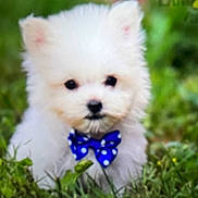 Benji is registered to the contest to win money with this photo: puppy, dog, white, bow_tie, grass, outdoor, cute, fluffy, small, pet, animal, nature, adorable, young, portrait, furry, greenery, closeup, sitting, playful