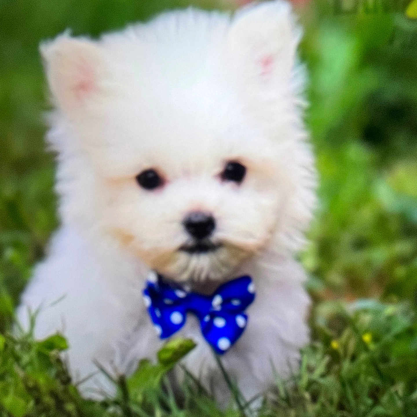 Benji is registered to the contest to win money with this photo: adorable, animal, bow_tie, closeup, cute, dog, fluffy, furry, grass, greenery, nature, outdoor, pet, playful, portrait, puppy, sitting, small, white, young
