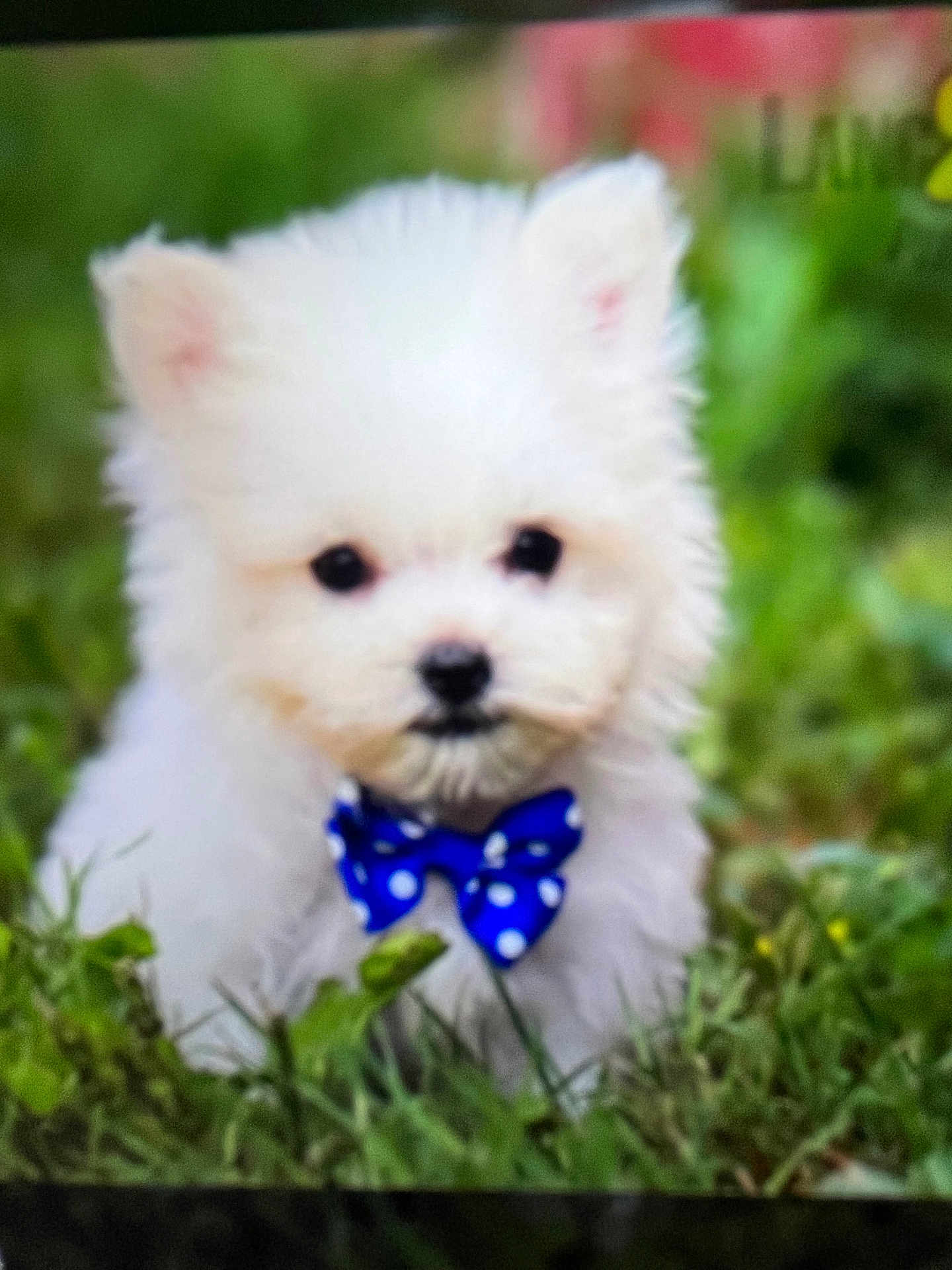 Benji is registered to the contest to win money with this photo: puppy, dog, white, bow_tie, grass, outdoor, cute, fluffy, small, pet, animal, nature, adorable, young, portrait, furry, greenery, closeup, sitting, playful