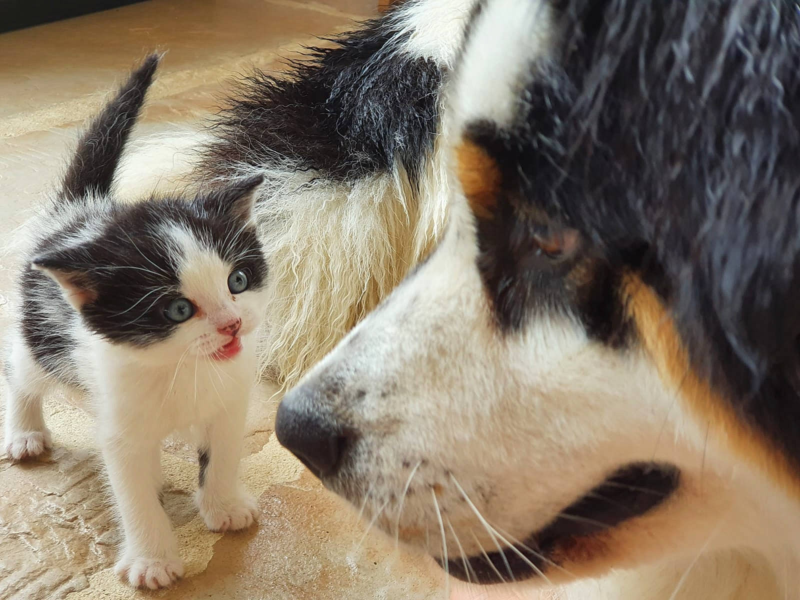Moustache participe au concours pour gagner de l'argent avec cette photo : aegean_cat, canidae, carnivore, cat, dog_breed, felidae, fur, kitten, mammal, nose, small_to_medium_sized_cats, snout, vertebrate, whiskers