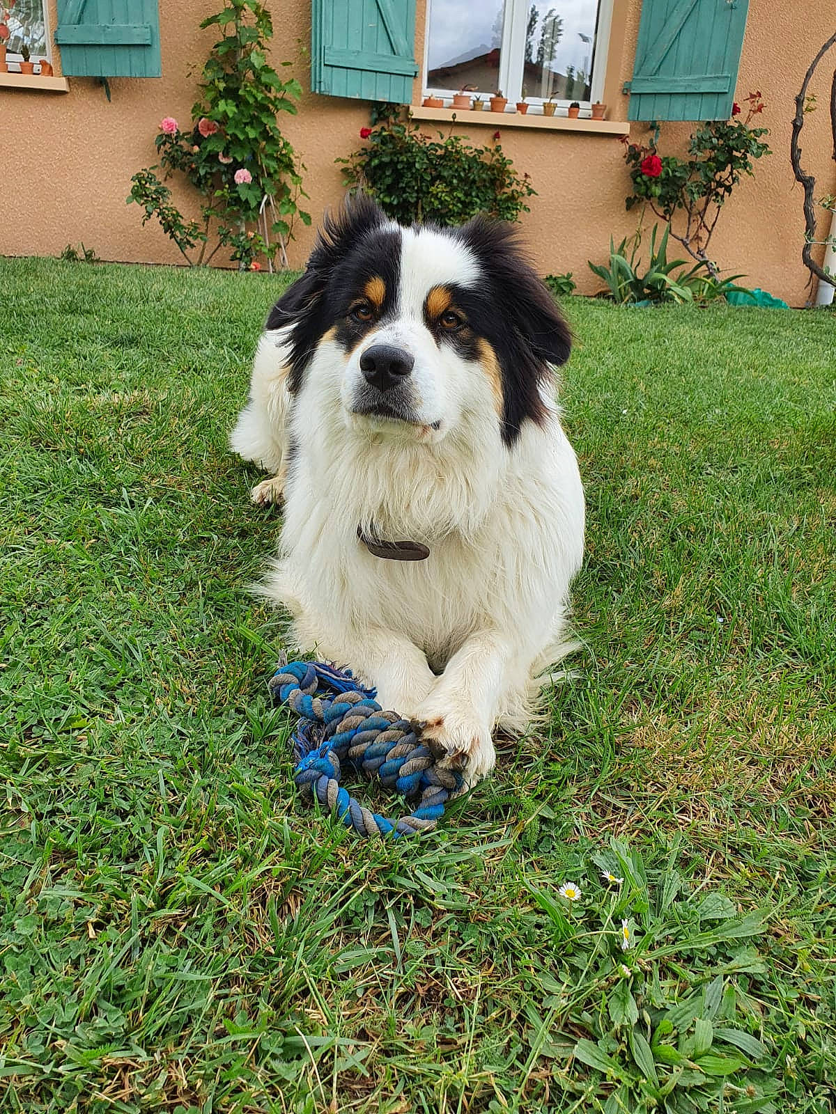 Ouchka participe au concours pour gagner de l'argent avec cette photo : australian_shepherd, bernese_mountain_dog, bucovina_shepherd_dog, canidae, carnivore, companion_dog, dog, dog_breed, english_shepherd, grass, mammal, miniature_australian_shepherd, moscow_watchdog, plant, pyrenean_mastiff, rare_breed_dog, sporting_group, tornjak, vertebrate, working_dog