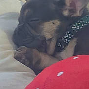 Champiom joined the competition — help win amazing prizes! puppy, sleeping, dog, bed, blanket, collar, cozy, closeup, indoor, pet, animal, resting, cute, fur, snuggled, soft, calm, adorable, young, domestic
