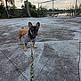 Champiom is registered to the contest to win money with this photo: dog, french_bulldog, pet, leash, clothing, shirt, pants, concrete, outdoor, fence, palm_tree, sky, cloudy, animal, standing, alert, small_dog, canine, nature, daytime