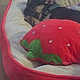Champiom is registered to the contest to win money with this photo: puppy, dog_bed, sleeping, cozy, pillows, strawberry_pillow, indoor, pet, cute, resting, animal, fur, small_dog, comfort, relaxation, home, soft, napping, ears, collar