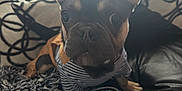 Champiom is registered to the contest to win money with this photo: dog, french_bulldog, puppy, striped_shirt, rug, couch, pillows, indoor, pet, closeup, ears, nose, eyes, fur, living_room, sunlight, black, tan, cute, animal