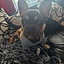 dog, french_bulldog, puppy, striped_shirt, rug, couch, pillows, indoor, pet, closeup, ears, nose, eyes, fur, living_room, sunlight, black, tan, cute, animal